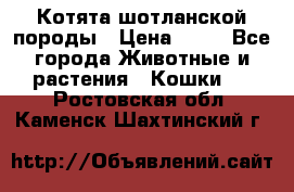 Котята шотланской породы › Цена ­ 40 - Все города Животные и растения » Кошки   . Ростовская обл.,Каменск-Шахтинский г.